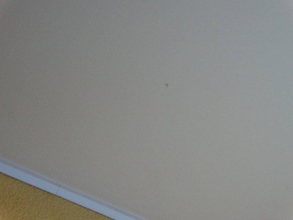 Lessivage- Nettoyage - plafond -tendu-PVCsalon-Mulhouse (44)