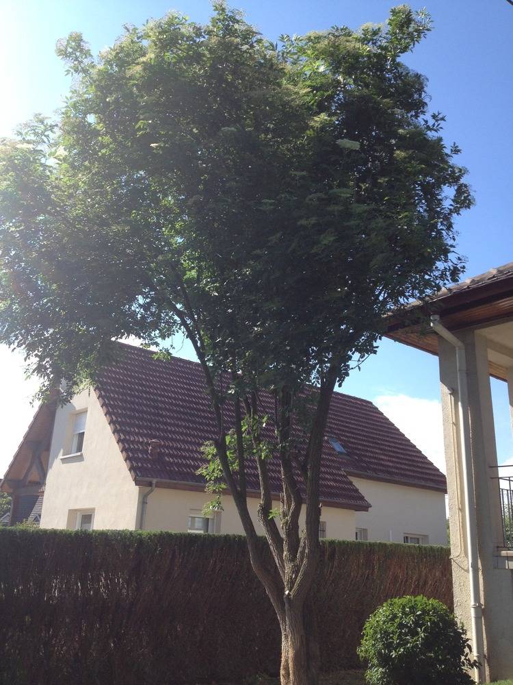 Entretien- espace- vert -Sausheim (44)