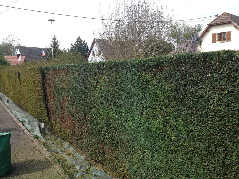 Entretien- espace- vert -Sausheim (53)