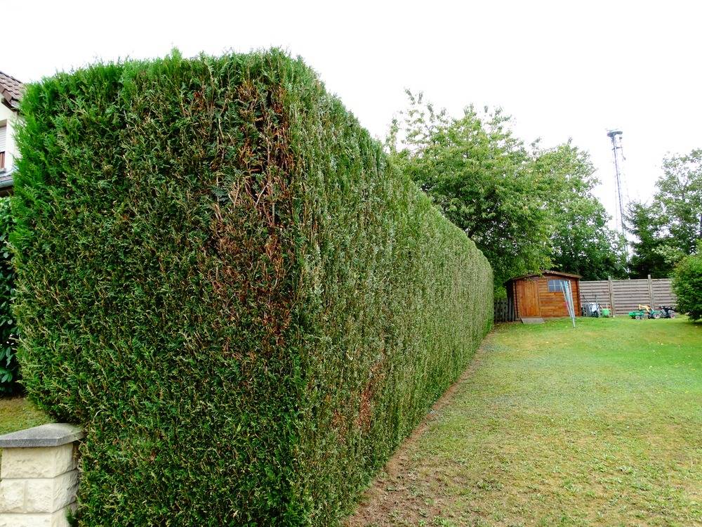 Entretien- espace- vert -Belfort (15)