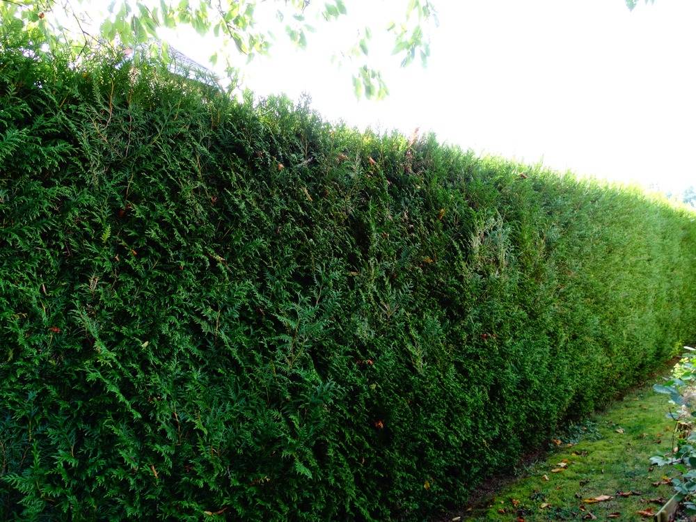 Entretien- espace- vert -Belfort (17)