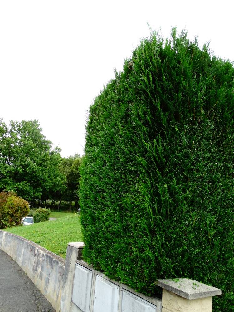 Entretien- espace- vert -Belfort (21)