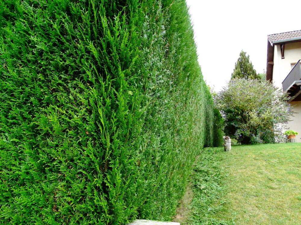 Entretien- espace- vert -Belfort (22)