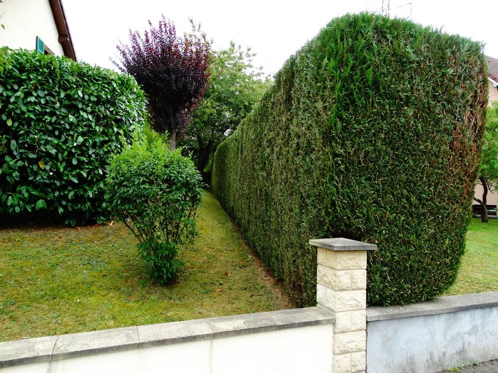 Entretien- espace- vert -Belfort (25)