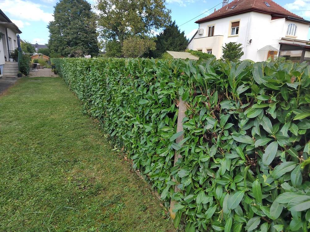 Entretien- espace- vert -Belfort  (1)