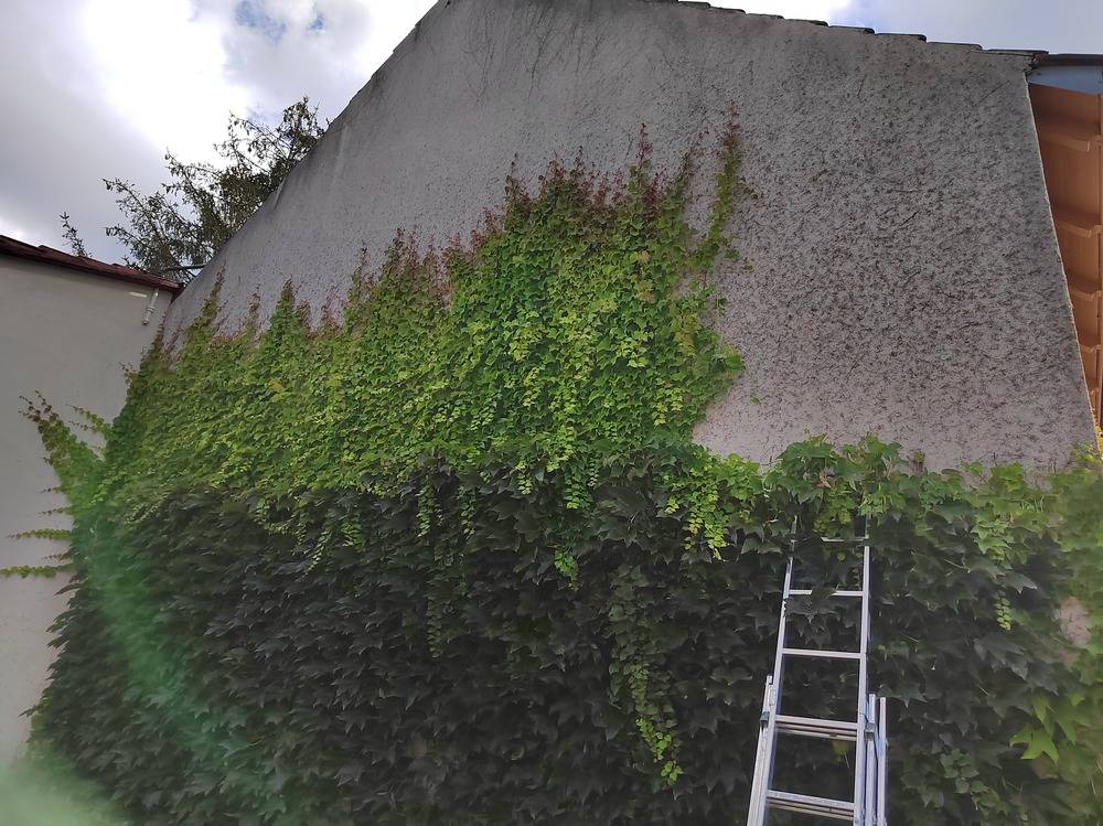 Entretien- espace- vert -Belfort  (2)