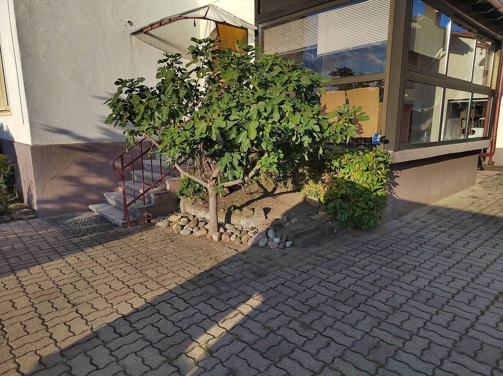Entretien- espace- vert -Belfort  (6)