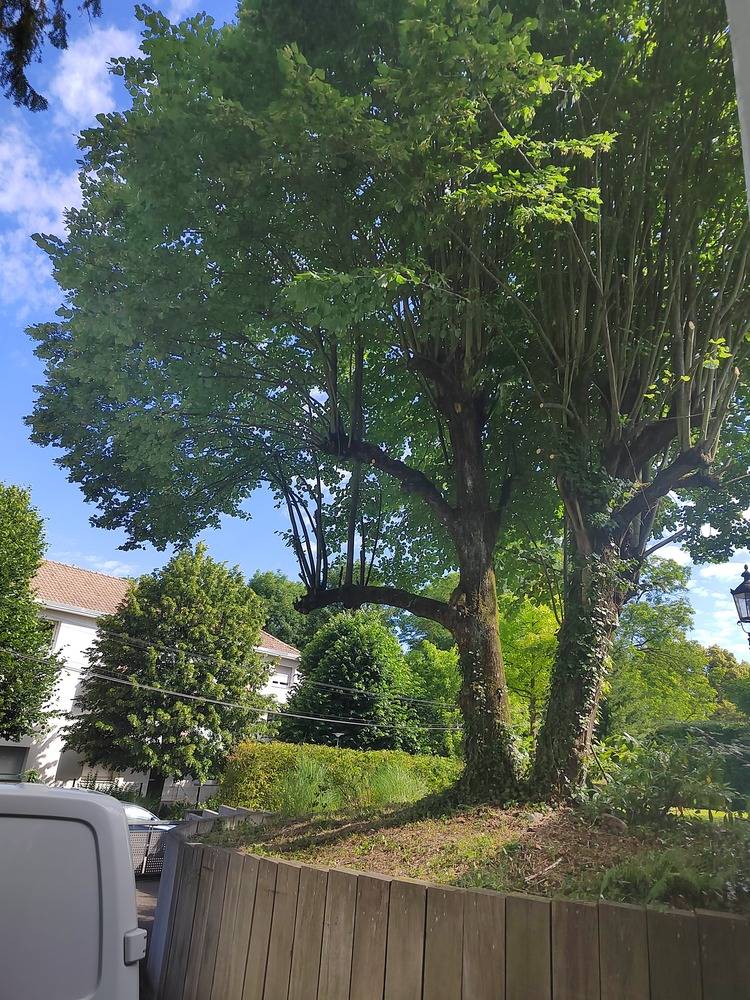 Entretien- espace- vert -Belfort  (6)