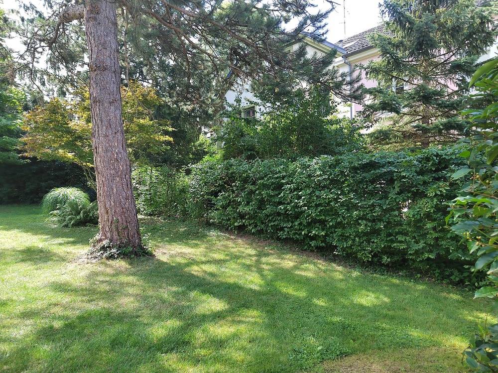 Entretien- espace- vert -Belfort  (21)