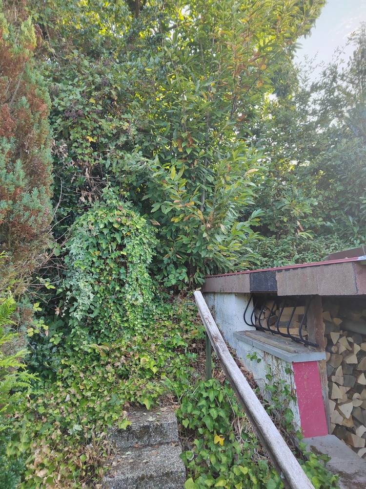 Entretien- espace- vert -Belfort  (2)