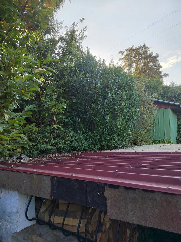 Entretien- espace- vert -Belfort  (3)